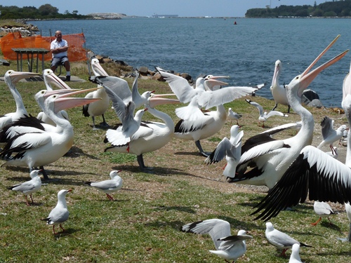 Pelikane
